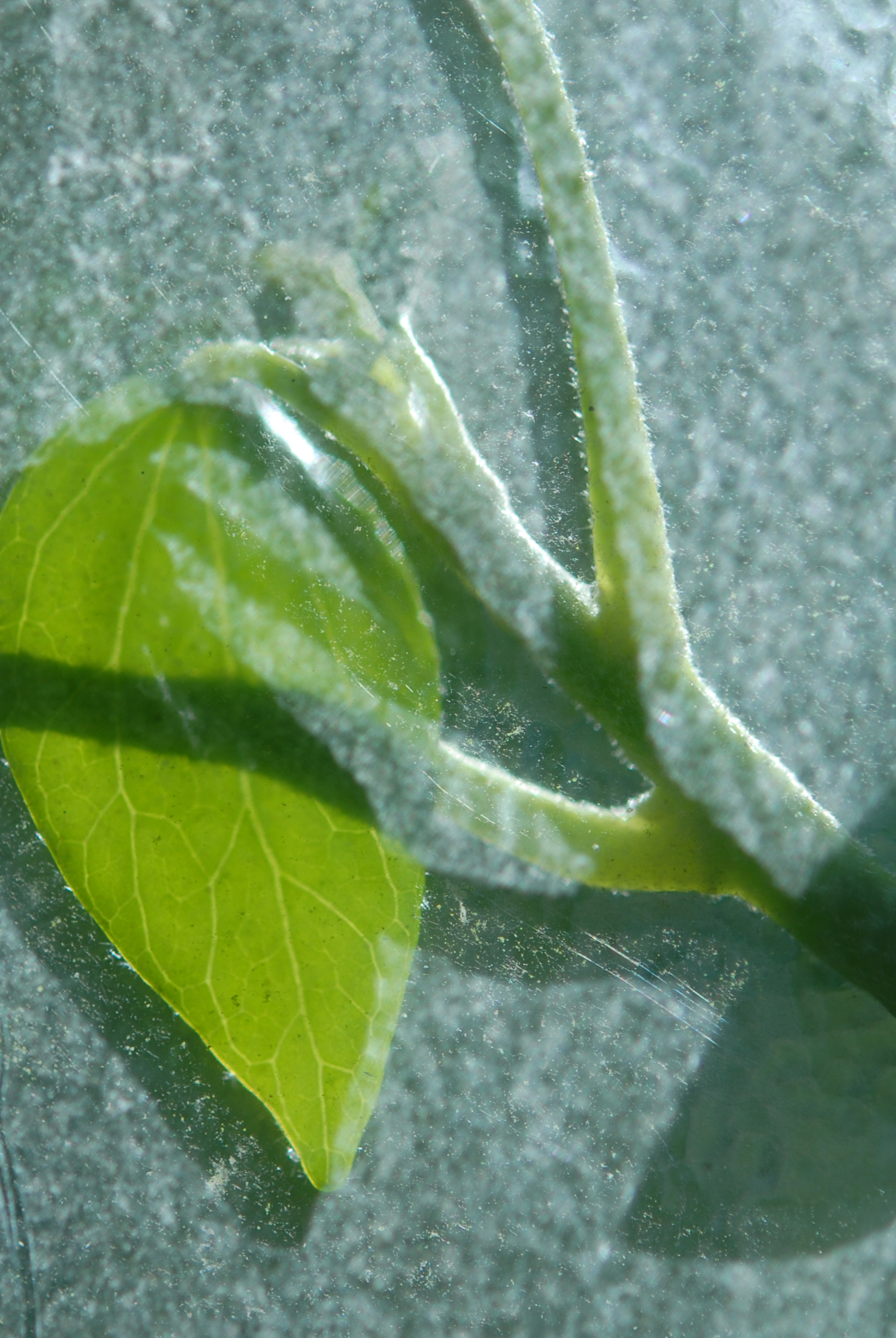 Translucidité patinée